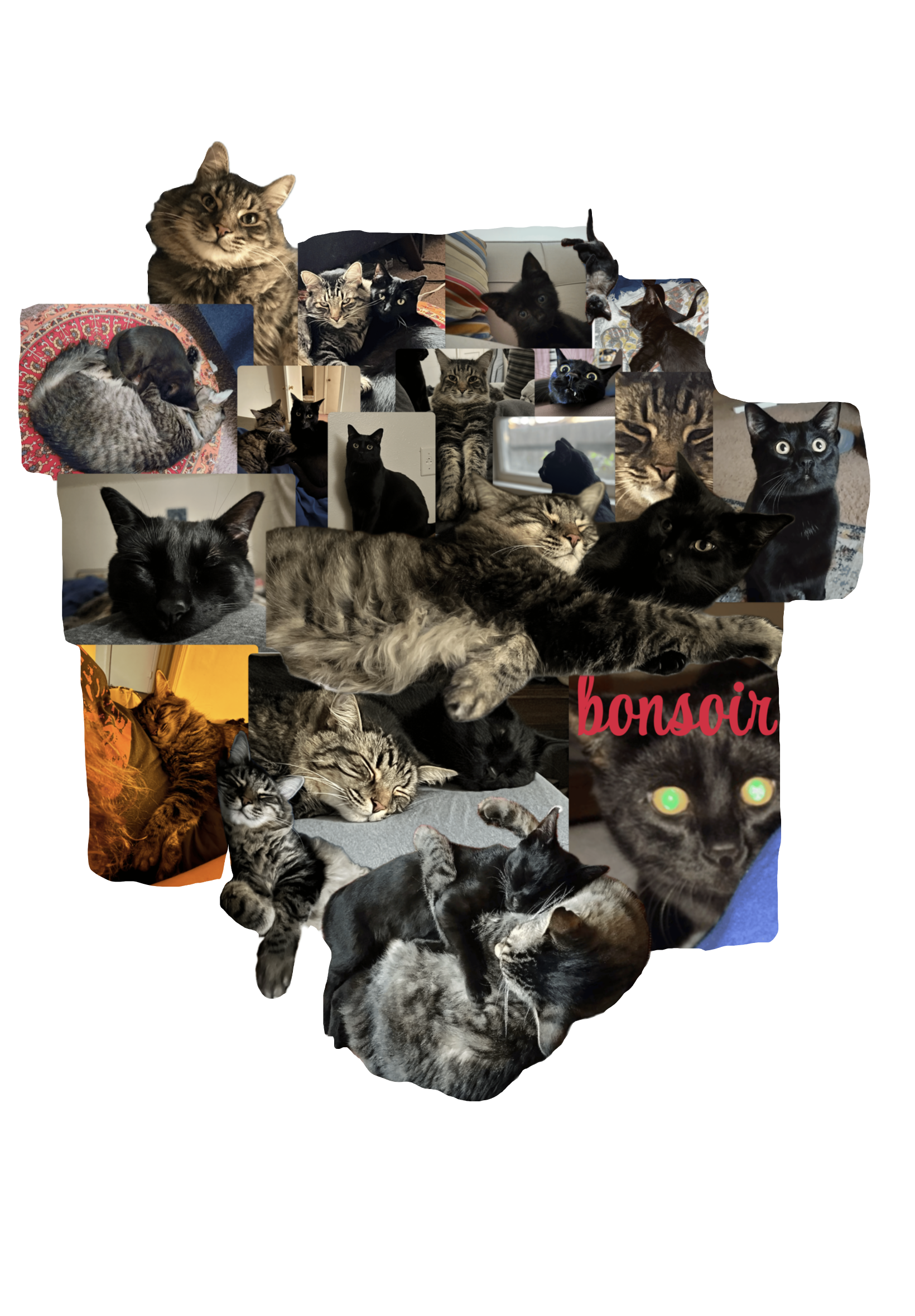 Jeddy and Sherlock!!!